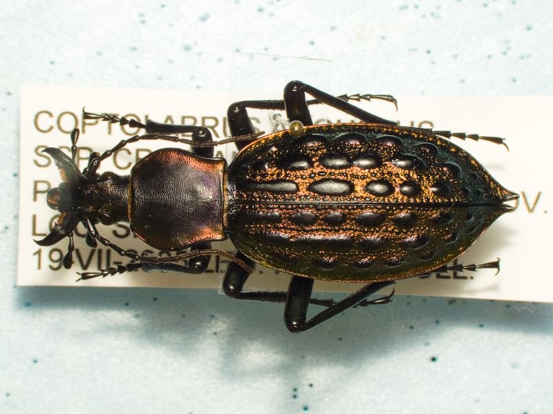 Carabus augustus cristianofonti Deuve & Font, 1998
